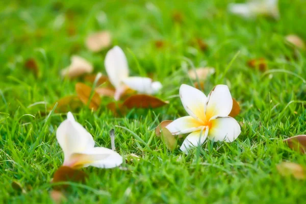 Frangipani branco na grama gren — Fotografia de Stock
