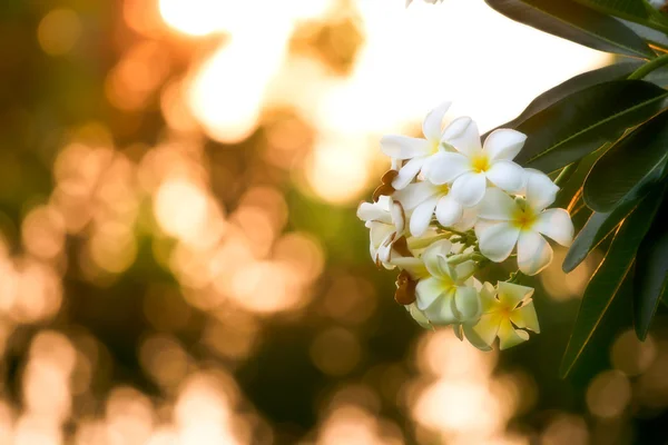 Vit frangipani blommor på träd — Stockfoto