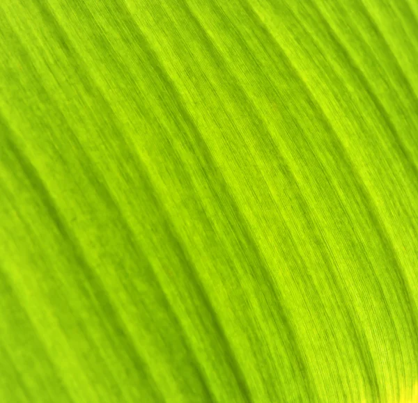 Textura da folha de banana — Fotografia de Stock