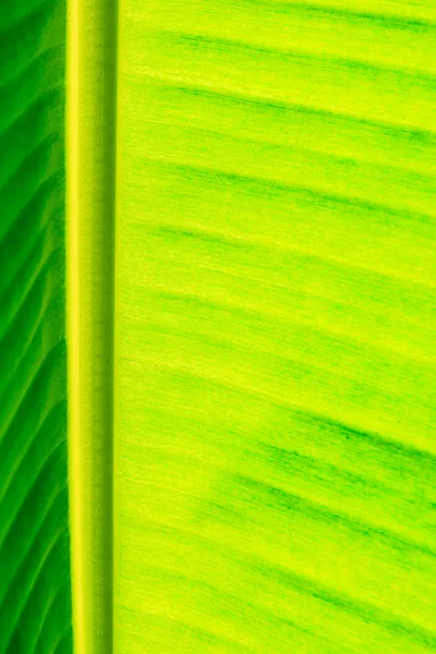Folha de banana — Fotografia de Stock