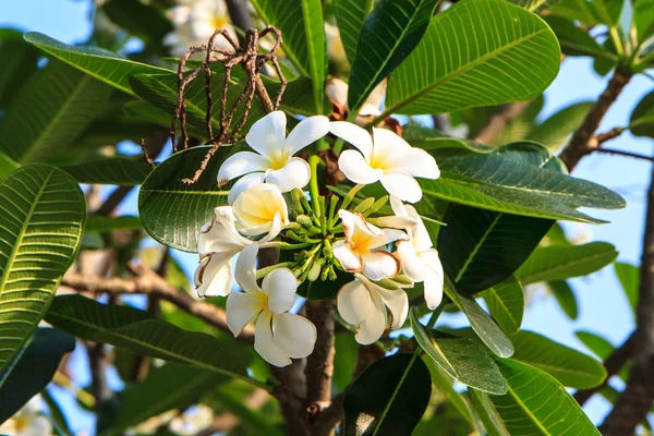 Vit frangipani på träd i trädgården — Stockfoto