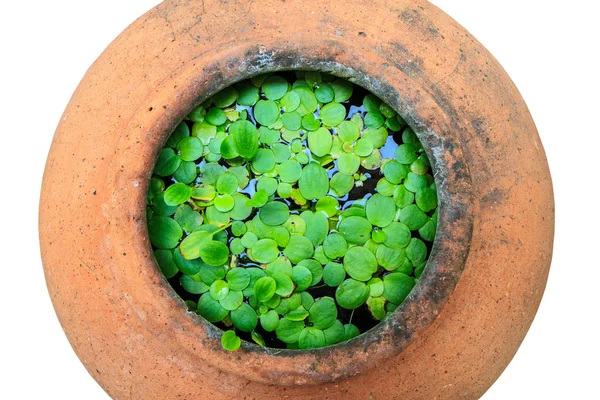 Earthenware jar with water weeds — Stock Photo, Image