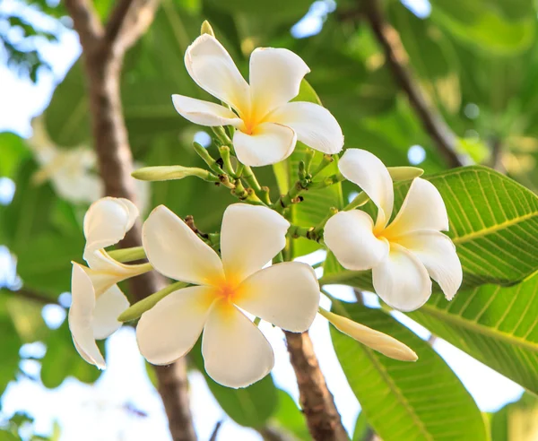 Ağaç üzerinde beyaz frangipani grubu — Stok fotoğraf