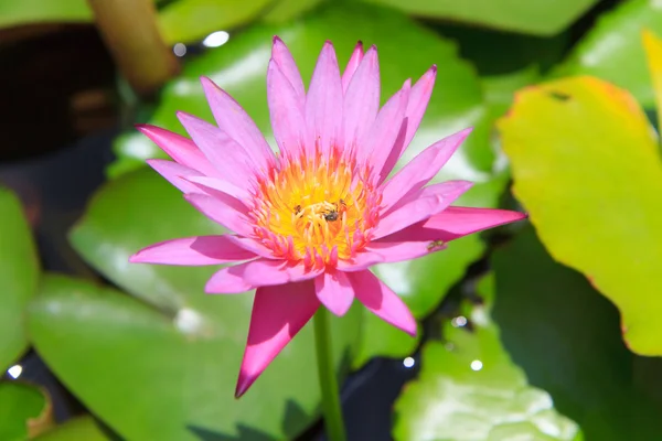 Abeja en flor de lirio de agua rosa, loto — Foto de Stock