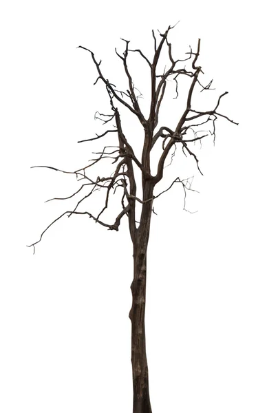 Albero morto e secco isolato — Foto Stock