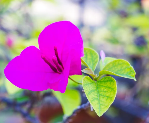 Violet papper blomma, Bougainwillea — Stockfoto