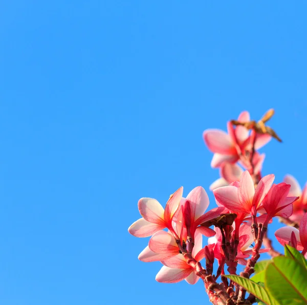 Růžové keře s modrou oblohou — Stock fotografie
