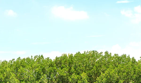 Mangrove forest en blauwe hemel — Stockfoto