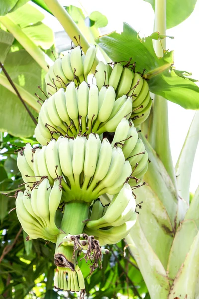 Банан на дереве — стоковое фото