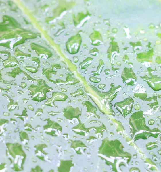 Hoja verde con gotas de agua — Foto de Stock