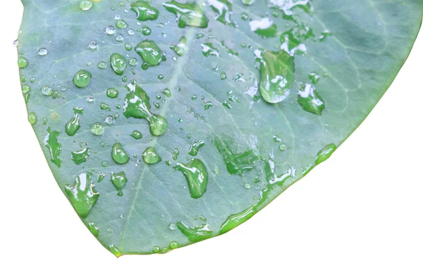 Leaf with water drop — Stock Photo, Image