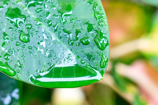 Folha verde com gotas de água — Fotografia de Stock