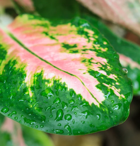 Waterdruppels op groen blad — Stockfoto