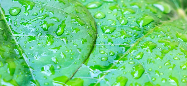 Folha verde com gotas de água perto — Fotografia de Stock