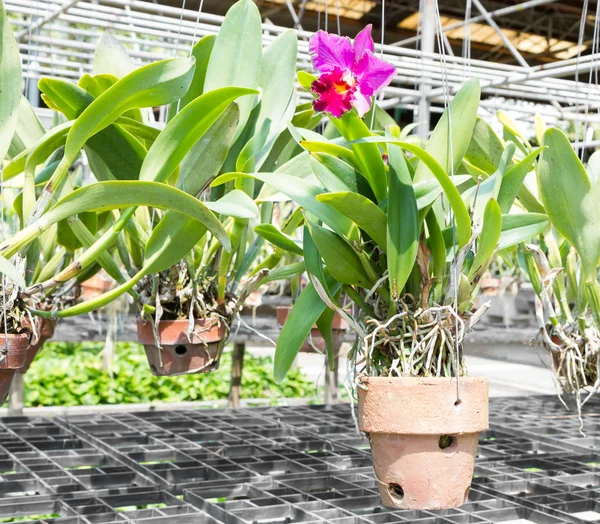 Granja de orquídeas en Tailandia — Foto de Stock