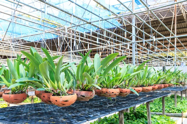 Agricultura fazenda de orquídeas na Tailândia — Fotografia de Stock