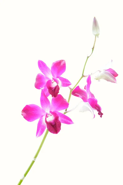 Isolado de orquídeas — Fotografia de Stock