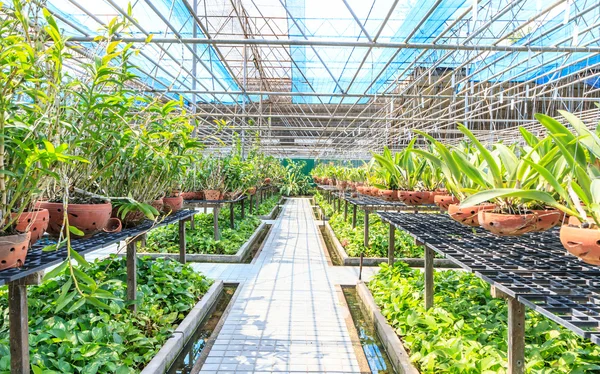 Fazenda de orquídeas na Tailândia — Fotografia de Stock