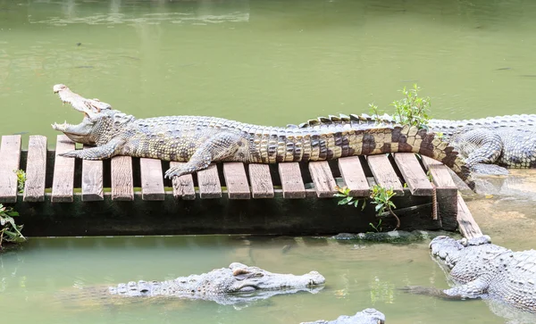 Крокодил відкрити рот — стокове фото