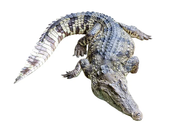 Crocodile isolate — Stock Photo, Image