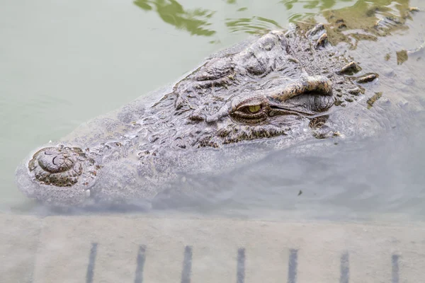 Oeil de crocodile — Photo