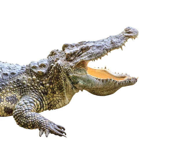 Head crocodile isolate — Stock Photo, Image