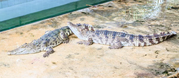 Zwei Krokodile — Stockfoto