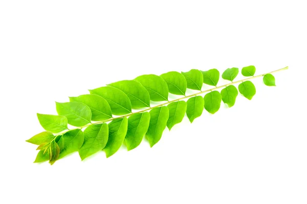 Plant leaf isolated on white background — Stock Photo, Image