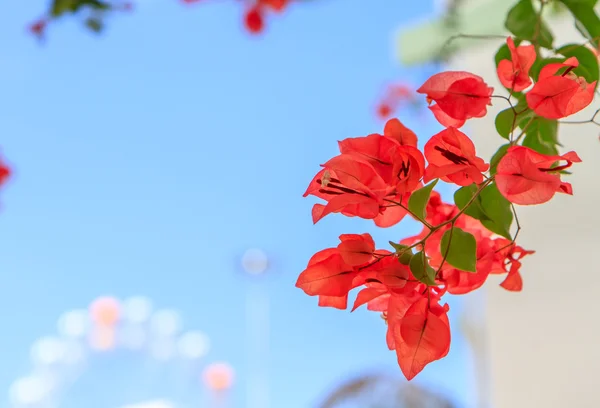 Blommande bougainvillea med blå himmel — Stockfoto