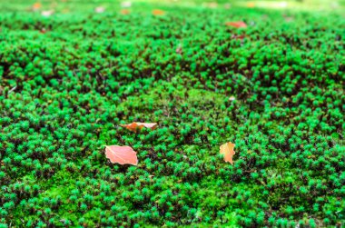 Japonya moss arka plan