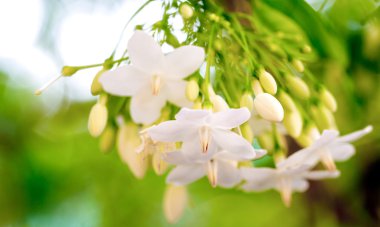 portakal ağacı çiçek 