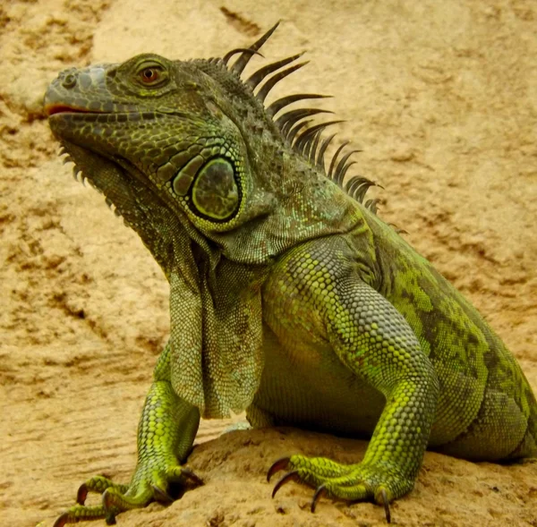 Iguana verde o común en la naturaleza —  Fotos de Stock