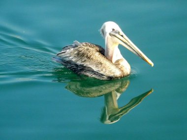 Pelikan san Francisco