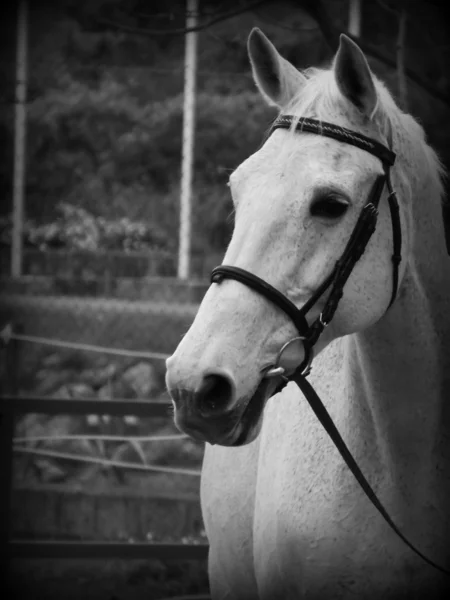 Cabeça de cavalo Lusitano em Preto e Branco — Fotografia de Stock