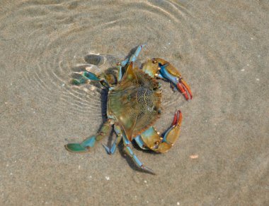 Nehirde çeşitli renkte yengeç