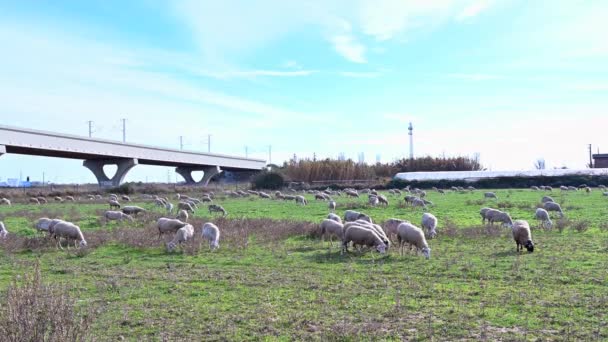 Pecore Pascolano Prato Verde Animali Con Lana Mangiano Erba — Video Stock