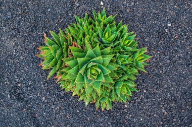 Kaktüsün koyu çakıl arkaplanındaki üst görüntüsü