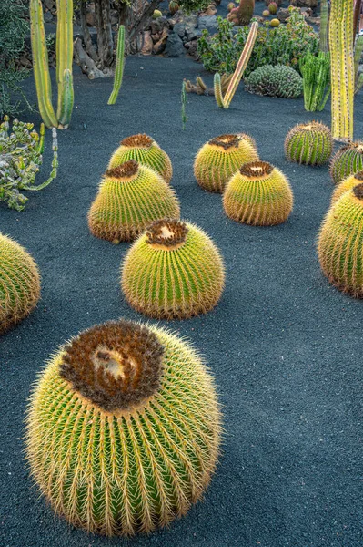 Kaktusz Kert Kerek Kaktuszok Kavics Háttér Nélkül — Stock Fotó