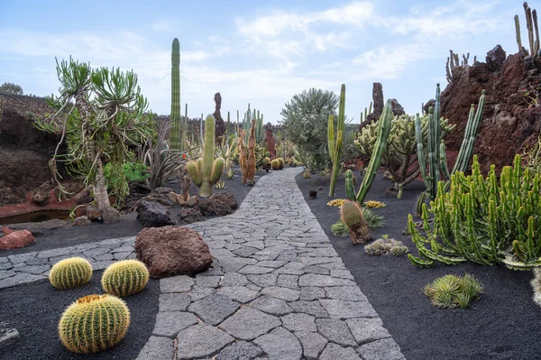 Kaktusz Kert Lanzarote Kanári Szigetek Spanyolország — Stock Fotó