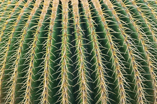 Cactus Spines Texture Background Graphic Resource — Stock Photo, Image
