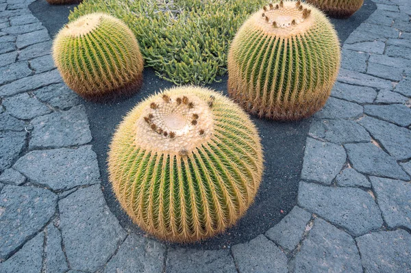 Kaktusz Kert Kerek Kaktuszok Kavics Háttér Nélkül — Stock Fotó
