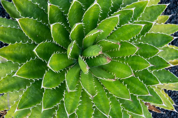 Kaktusz Háttér Felülnézetben Grafikus Erőforrás — Stock Fotó