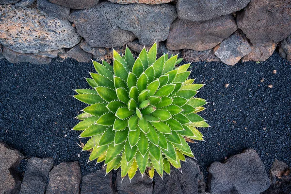 Top Kilátás Kaktusz Sötét Kavicsos Háttér — Stock Fotó