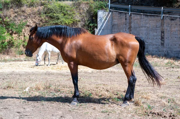 Brown Horse Seen Side — Fotografia de Stock