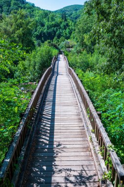 Wooden footbridge crossing the lush vegetation