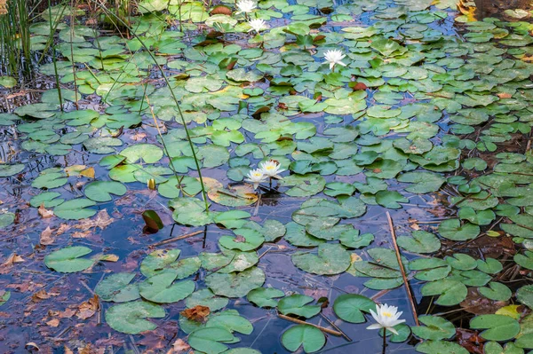 Beautiful Lotus Flowers Waterlily Pond — Stock Photo, Image