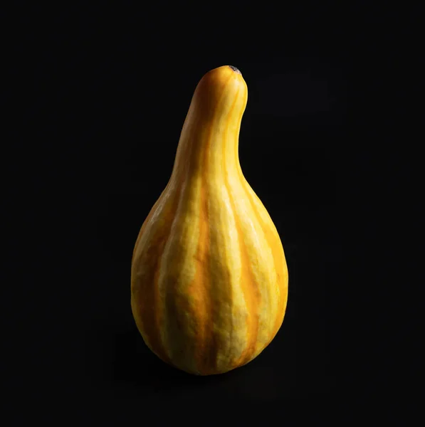 Pumpkin Isolated Dark Background — Stock Photo, Image