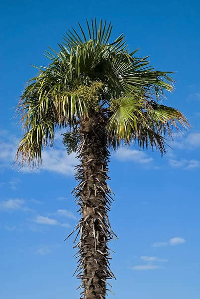 Pálmafa az ég felé — Stock Fotó