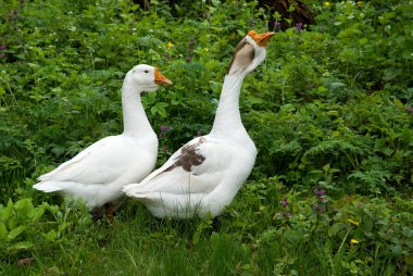 iki kaz doğal zemin üzerine beyaz