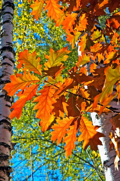 Branches with bright autumn oak leaves — Stock Photo, Image